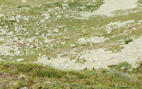 Views from Pirin National Park