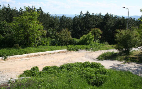 Veliko Tyrnovo forest