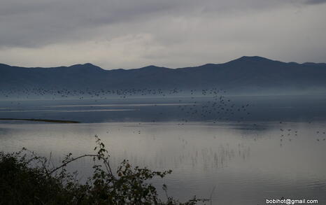 Bird watching trip to Kerkini, Greece, 19-20 December 2009