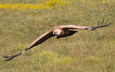 The incredible biodiversity of eastern Rhodopi mountain