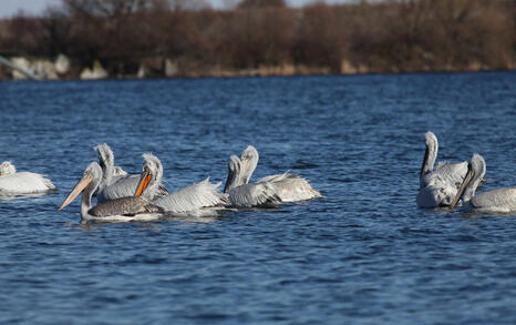 The pelicans in Ovcharitsa dam