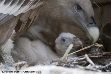 Latest data from the beginning of the breeding season for the Griffon Vultures in the new colonies of the species in Bulgaria