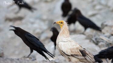 Uncovered illegal trafficking in killed world endangered vultures aimed at voodoo magic in Africa 