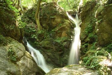 The illegal logging in Nature park Belasitza must stop