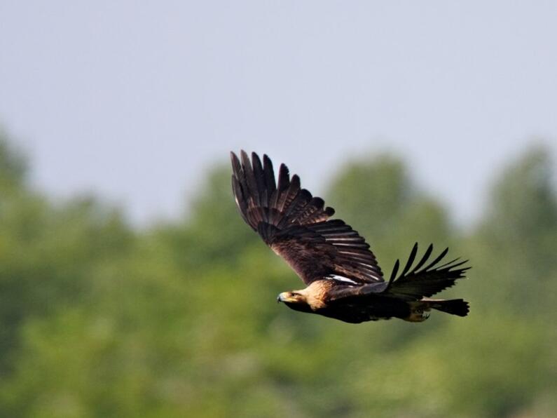 Volunteers guard the most endangered Imperial Eagle nests