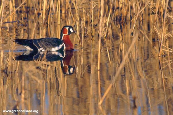 Green Balkans trace by satellite one of the rarest species in the world 