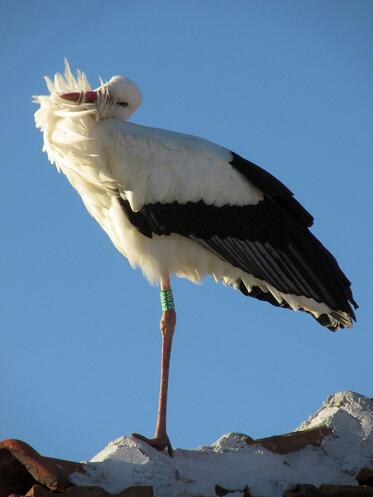 The stork named Belcho has come back home