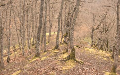 Nature park 'Strandzha', Bulgaria