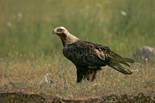 'Standard' daily adopts a juvenile Imperial Eagle  