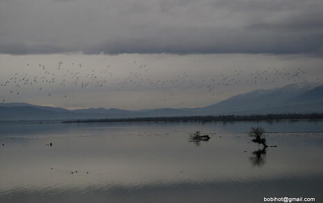 Bird watching trip to Kerkini, Greece, 19-20 December 2009