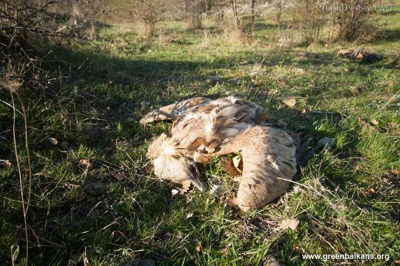 An urgent saving action for the nestling and the egg of the vultures nesting in the Kresna gorge. A total of 30 are the victims of the poisons in the defile