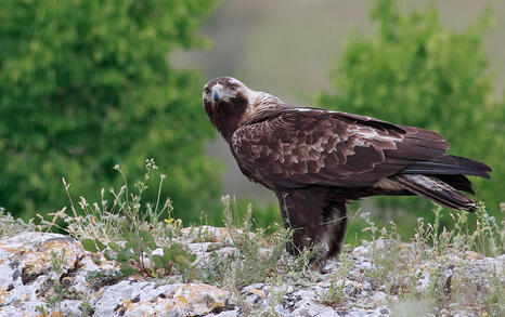 The incredible biodiversity of eastern Rhodopi mountain