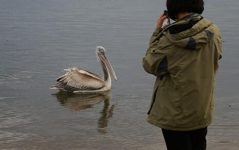 Bird watching trip to Kerkini, Greece, 19-20 December 2009