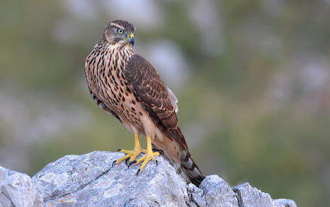 The incredible biodiversity of eastern Rhodopi mountain