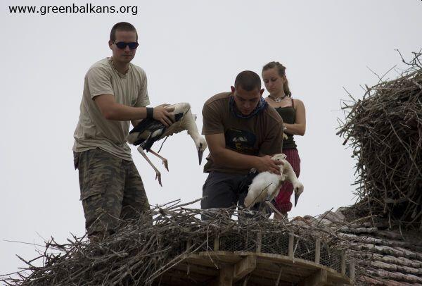 Colour ringing of White storks in Belozem village 