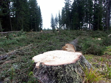 Ski lift Markudzik in Borovetz needs Enviromental impact assessment!