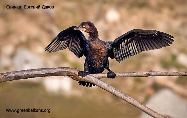 The Pygmy Cormorants came back roosting in the town of Yambol