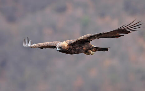 The incredible biodiversity of eastern Rhodopi mountain