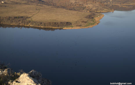 Observation of Birds at Pchelina Dam,  21 Nov. 2009