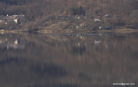 Observation of Birds at Pchelina Dam,  21 Nov. 2009