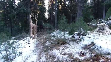 December felling in the Rila Mountains