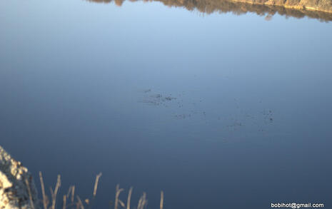 Observation of Birds at Pchelina Dam,  21 Nov. 2009