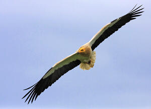 The incredible biodiversity of eastern Rhodopi mountain