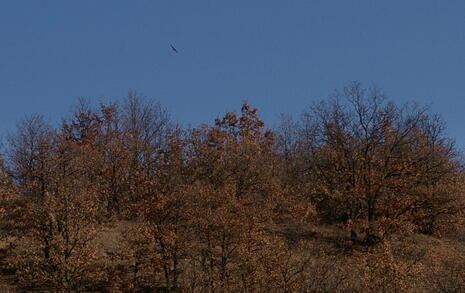 Observation of Birds at Pchelina Dam,  21 Nov. 2009