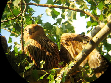 A juvenile Imperial Eagle had an accident in Sakar