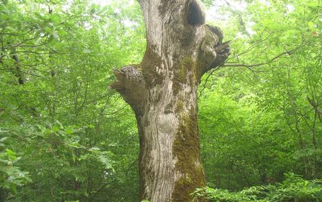 Nature park 'Strandzha', Bulgaria