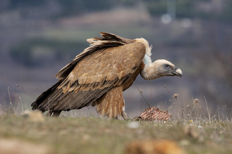 Eastern Rodopi mountains – illegal investment plans threaten biodiversity