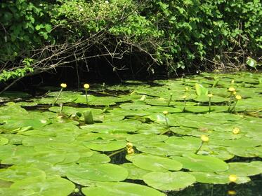 World Wetlands Day Marked in Shabla