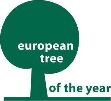 An Estonian oak, standing in the center of a football field won the title “European Tree of the Year 2015”