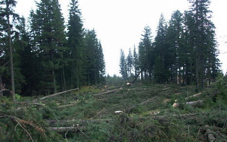 Clear cuttings in Panichishte near the border with National Park Rila