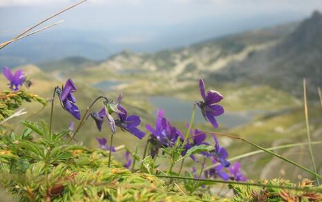 Actions on the 19-th and the 22-nd of august 2008 in Rila mountians