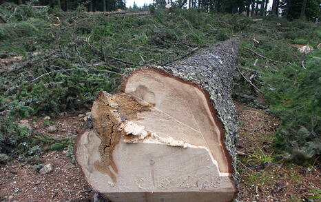 Clear cuttings in Panichishte near the border with National Park Rila