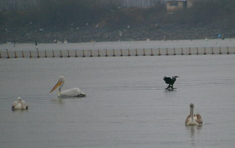 Bird watching trip to Kerkini, Greece, 19-20 December 2009