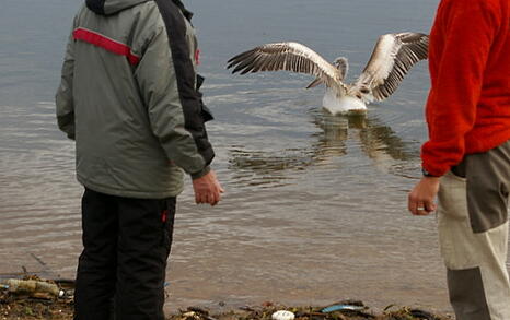 Bird watching trip to Kerkini, Greece, 19-20 December 2009