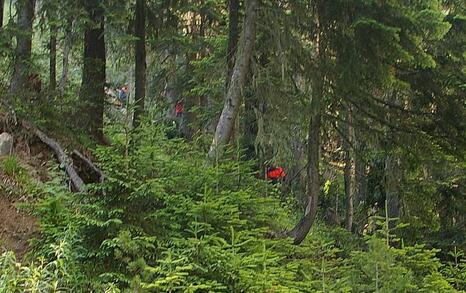 In National Park Pirin tree felling for the illegal construction of a new lift in the Bansko ski zone has started