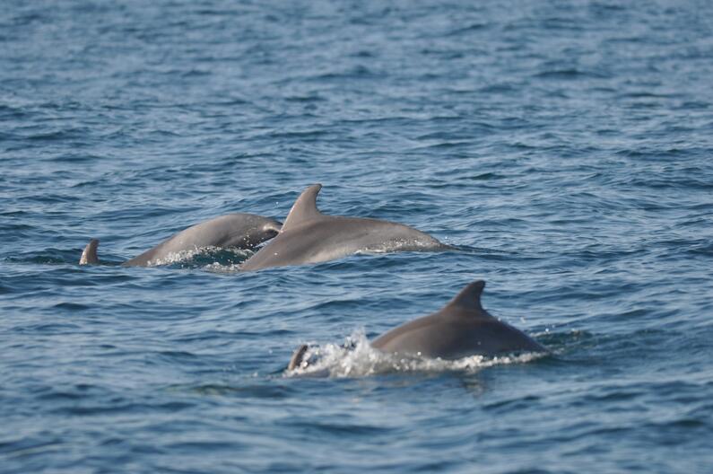 Monitoring cetaceans from vessels