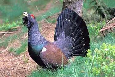 Under the wing of Western capercaillie (Tetrao urogallus) – part of “Biodiversity conservation” course