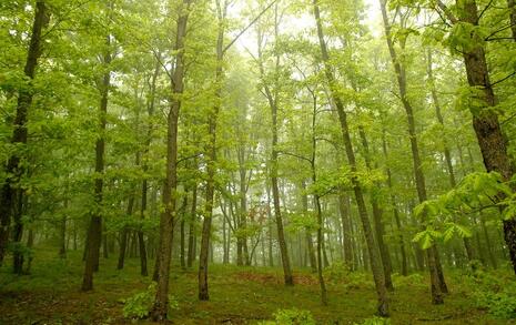 Nature park 'Strandzha', Bulgaria