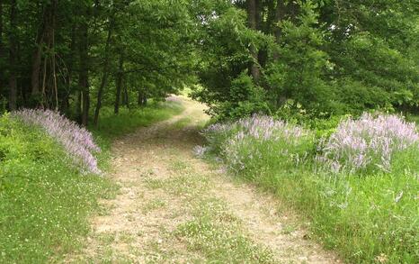 Nature park 'Strandzha', Bulgaria