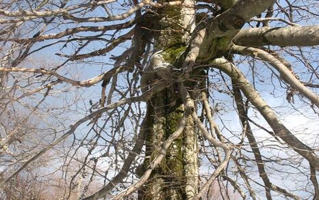 Winter 5-day hike of tourist club 'Prista'-Ruse and friends of the ForTheNature Coalition in Central Balkan National Park