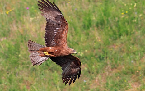 The incredible biodiversity of eastern Rhodopi mountain