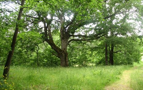 Nature park 'Strandzha', Bulgaria