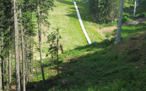 In National Park Pirin tree felling for the illegal construction of a new lift in the Bansko ski zone has started