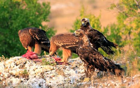 The incredible biodiversity of eastern Rhodopi mountain