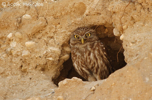 Ornithology and Conservation Course, Bulgarian Ornithological Centre, Lecture 14