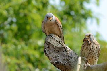 The exceptionally rare lesser kestrels nest on the territory of the oil refinery in Burgas 